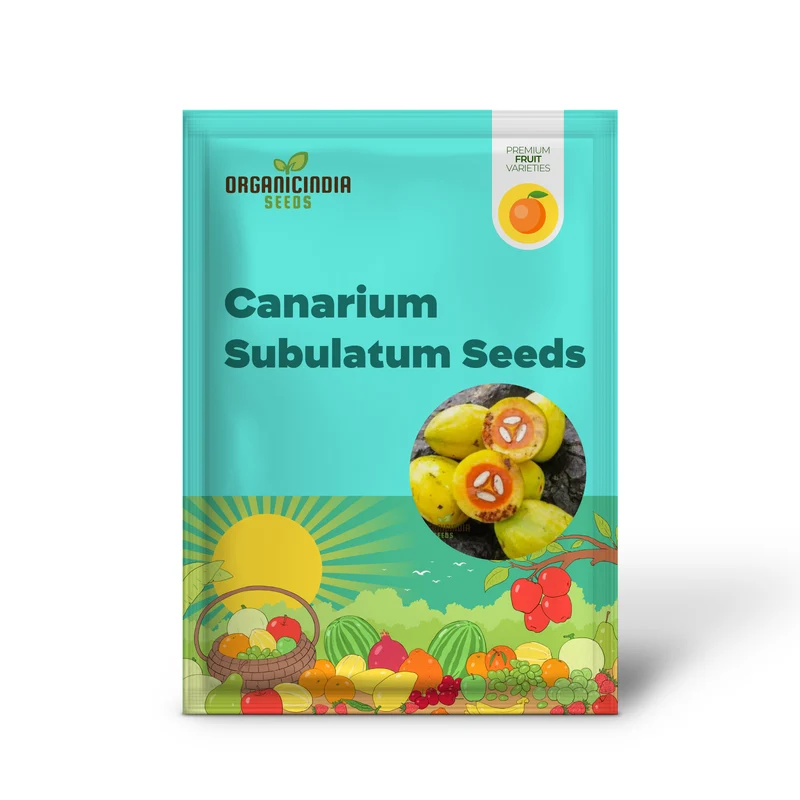 Canarium Subulatum Seeds for Gardening Enthusiasts: High-Quality Exotic Seeds