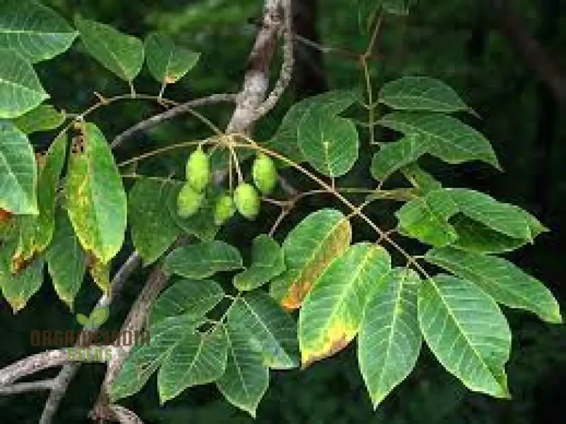 Canarium Subulatum Seeds for Gardening Enthusiasts: High-Quality Exotic Seeds