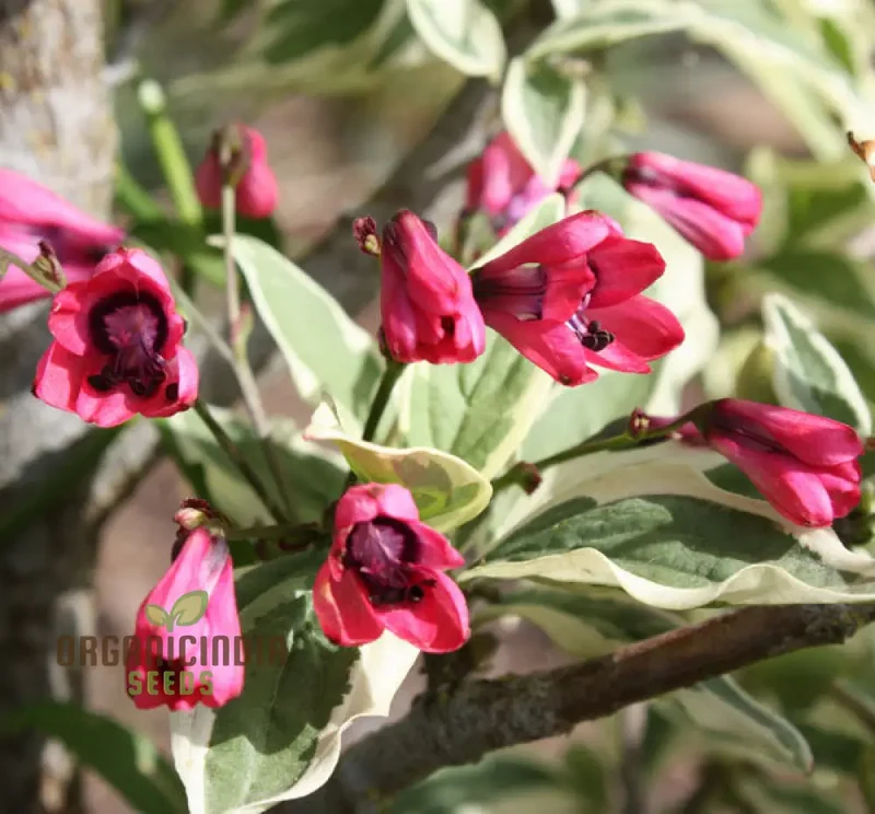 Bomarea Salsilla Seeds – Exotic Climbing Bloom Variety for Lush Garden Beauty