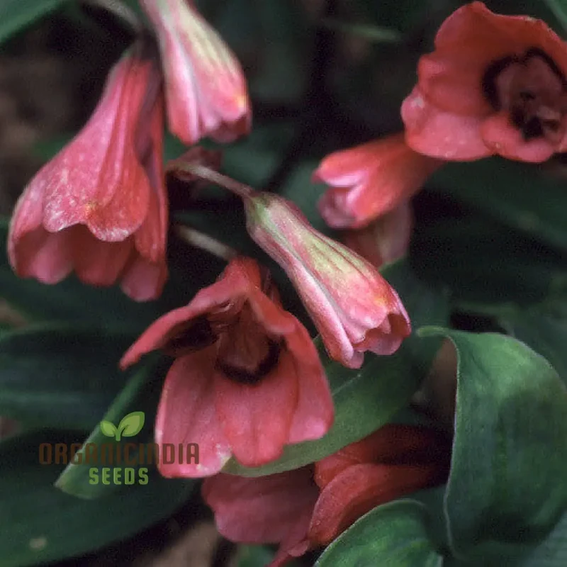 Bomarea Salsilla Seeds – Exotic Climbing Bloom Variety for Lush Garden Beauty