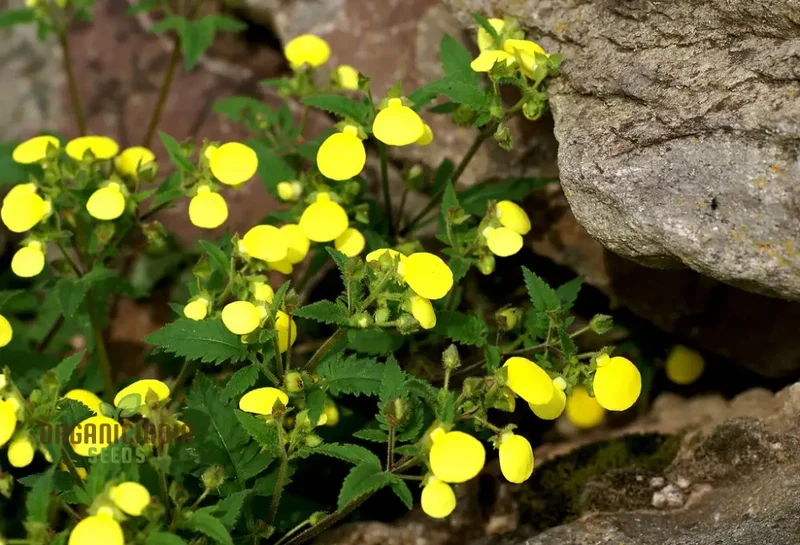 Calceolaria Mexicana Gold Purse Seeds – Unique Yellow Bloom Variety for Garden Planting