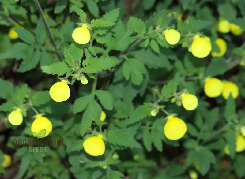 Calceolaria Mexicana Gold Purse Seeds – Unique Yellow Bloom Variety for Garden Planting