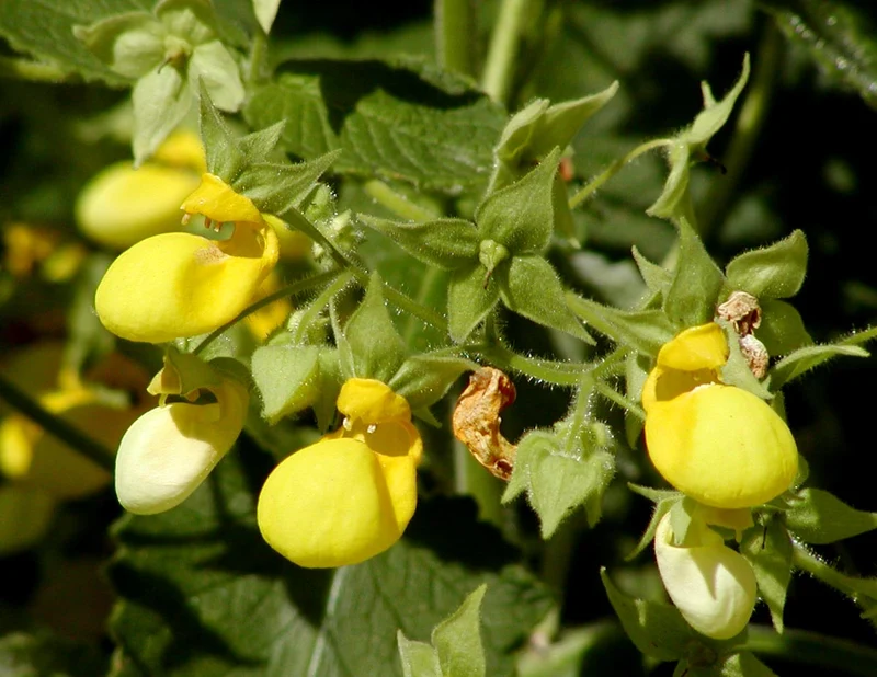 Calceolaria Mexicana Gold Purse Seeds – Unique Yellow Bloom Variety for Garden Planting
