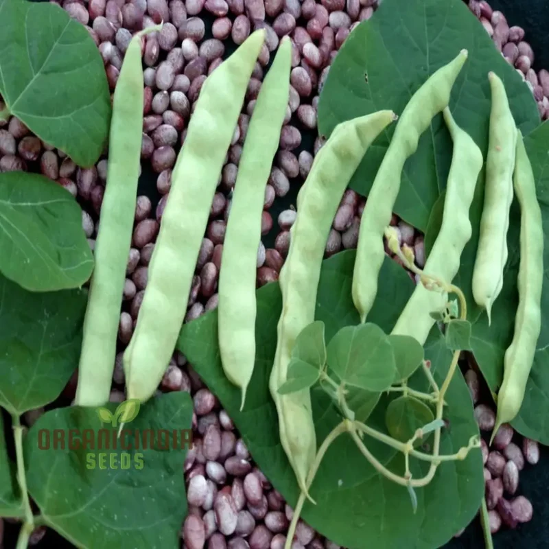 Calypso Bean Seeds For planting: Premium Heirloom Gardening Delight for Your Bountiful Harvest