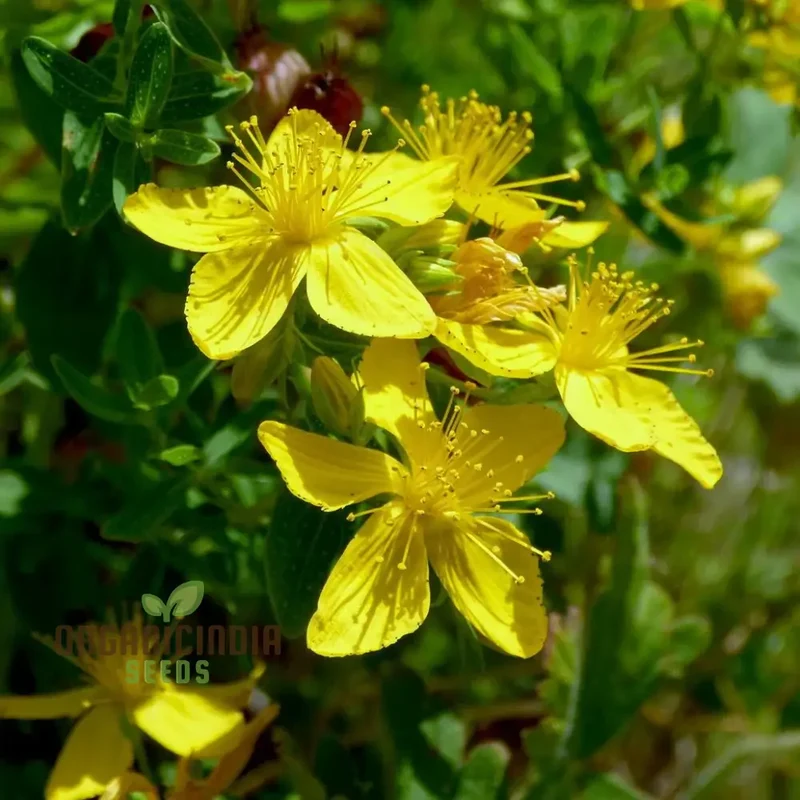 St. John's Wort Seeds for Planting - Perfect for Home Gardens and Herbal Gardens