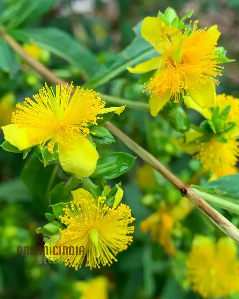 St. John's Wort Seeds for Planting - Perfect for Home Gardens and Herbal Gardens