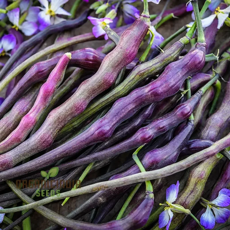 Rat Tail (Purple) Radish, Sowing and Growing Tips for Vegetable Seeds
