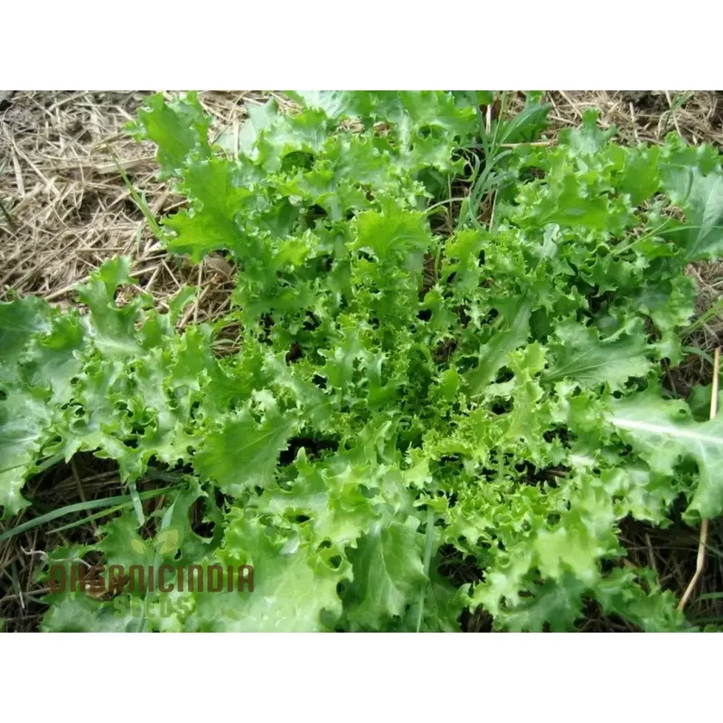 Pink Star Endive Vegetable Seeds, Perfect for Your Garden, Premium Quality Seeds for Gardening Enthusiasts