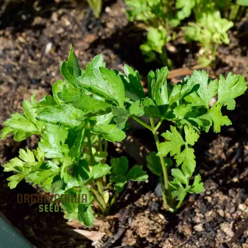 Hosszu Parsley Seeds – High-Yield Herb for Lush Green Growth & Long Harvests
