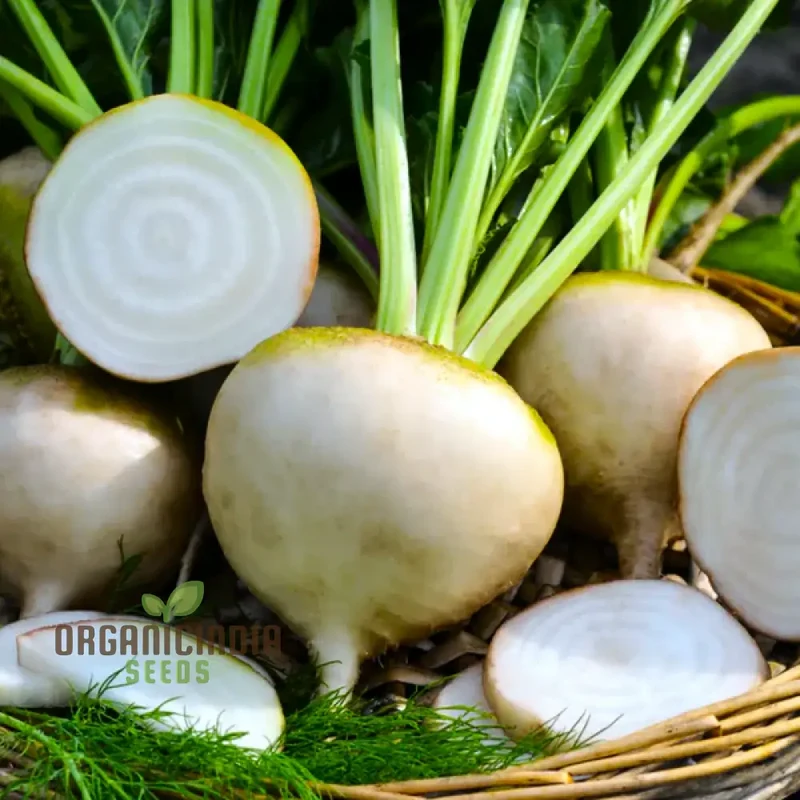 Albino Beet Seeds - Cultivate Unique and Eye-Catching Albino Beets for Your Garden