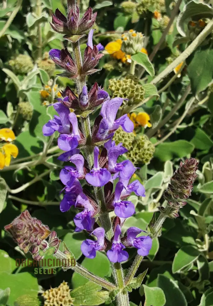 Salvia Virgata Seeds - Premium Gardening Perennials for Beautiful Landscapes and Gardens