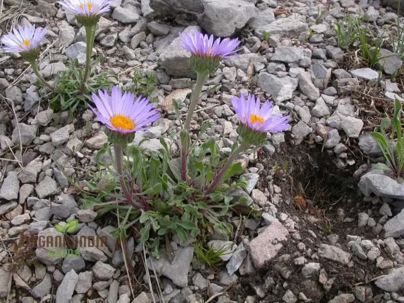 Townsendia Parryi Seeds for Exquisite Garden Blooms | Hardy Perennial Wildflower Seeds for Gardening Enthusiasts