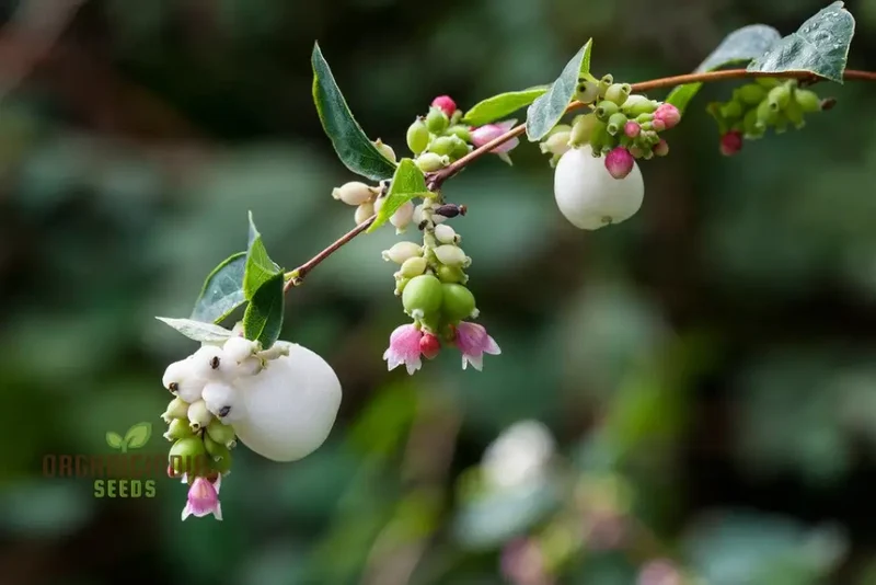 Symphoricarpos Albus Seeds â€“ Elevate Your Gardening Experience with Hardy, Ornamental Shrubs!