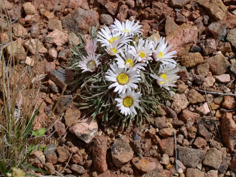 Townsendia hookeri Seeds for Gardening Enthusiasts | Rare Wildflower Seeds for Home Gardens and Landscaping