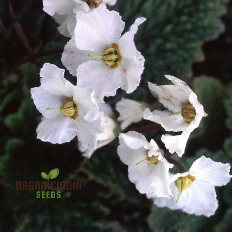 Ramonda Myconi Alba Flower Seeds For Planting, Cultivating Elegant White Alpine Blooms