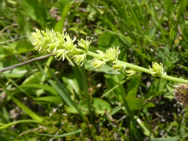 Tofieldia Calyculata Seeds for Gardening Enthusiasts | Exotic Seeds Collection