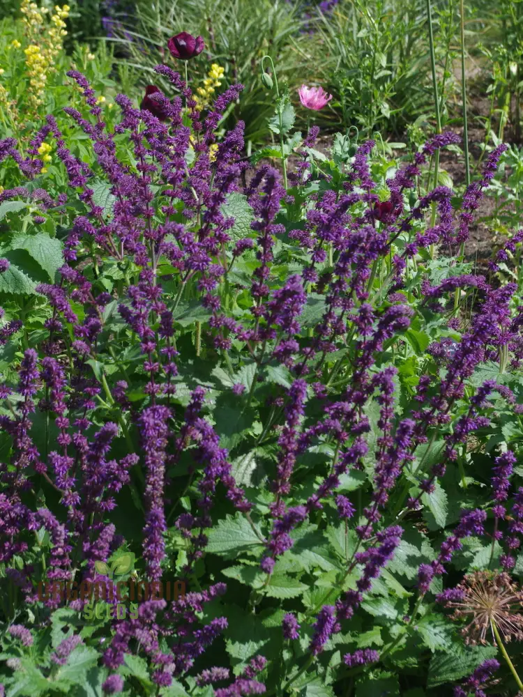 Salvia Verticillata Seeds - Premium Garden Perennial Flower Seeds for Vibrant Blooms | Buy Gardening Seeds Online