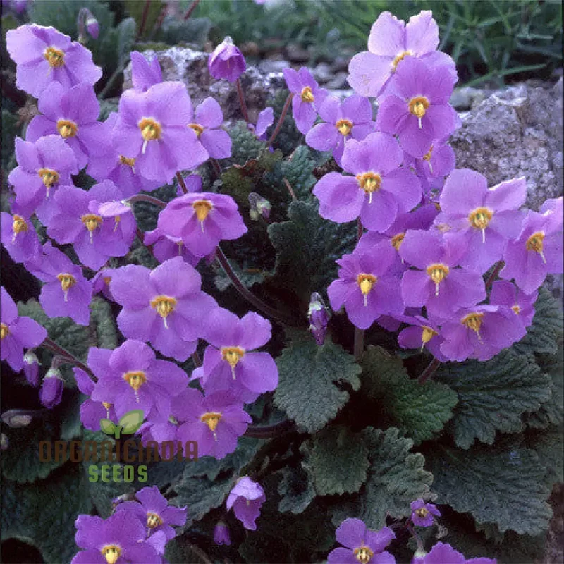 Ramonda Myconi Seeds – Alpine Rock Garden Flower