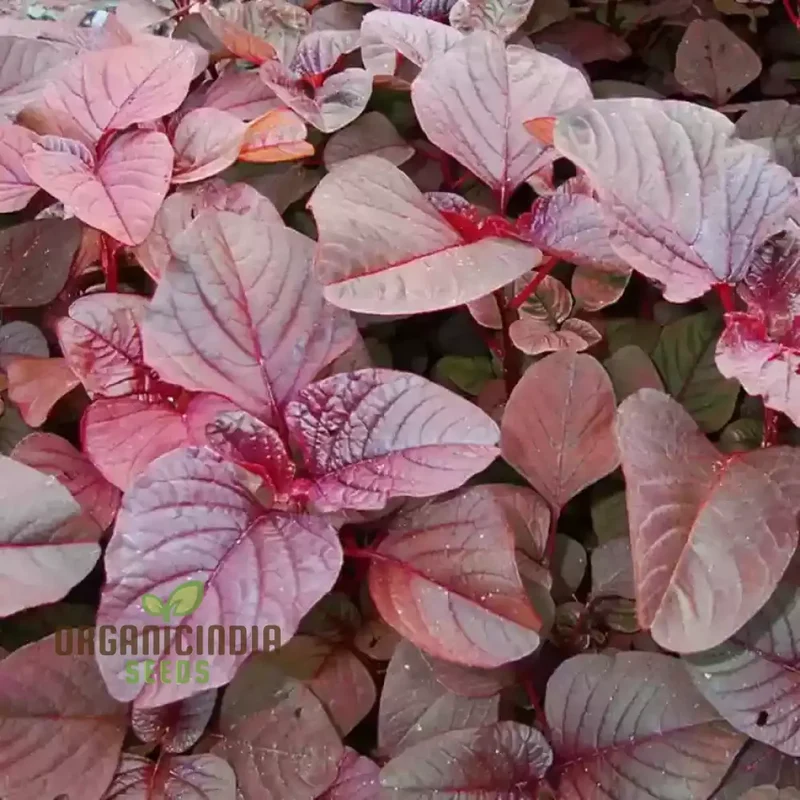 Amaranth Red Garnet Seeds - Organic Gardening Seeds for Vibrant Red Amaranth