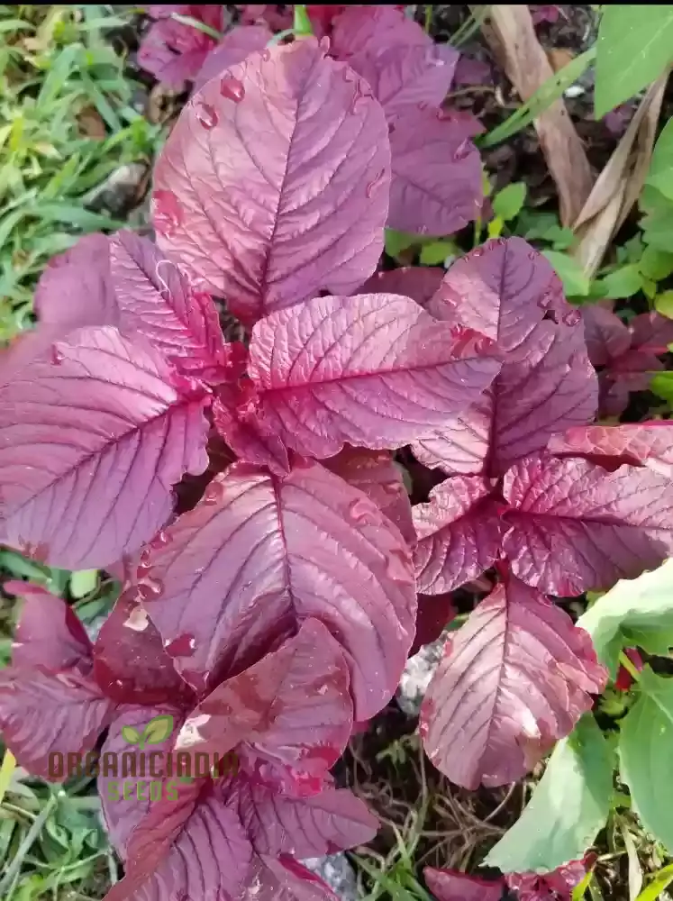 Amaranth Red Garnet Seeds - Organic Gardening Seeds for Vibrant Red Amaranth