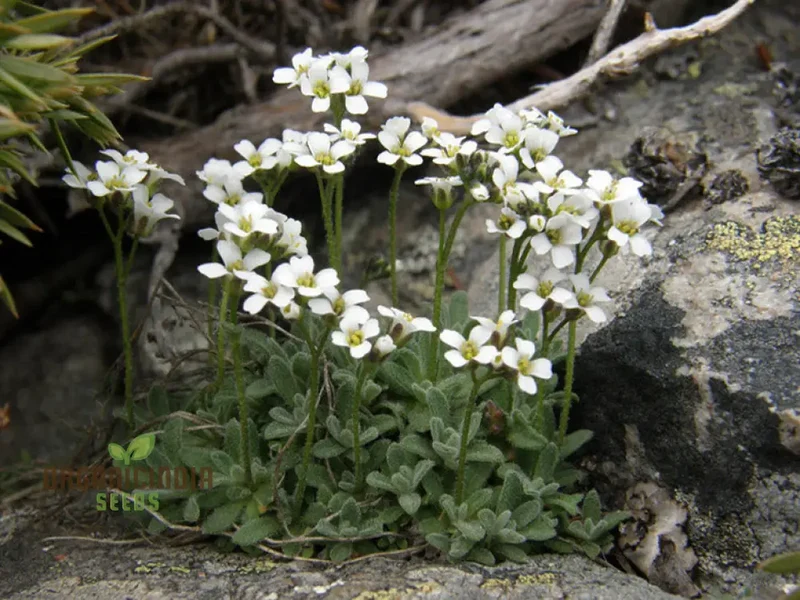 Draba Dubia Flower Seeds For Planting, Bringing Alpine Charm to Your Garden