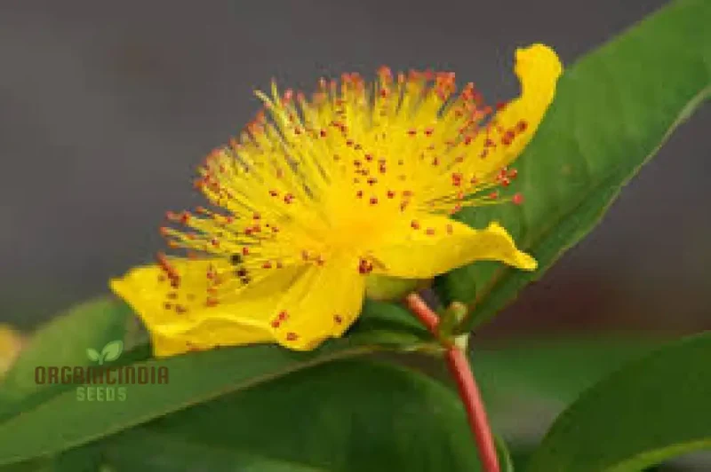 Hypericum Seeds (Hypericum Calycinum Seeds) - Lush Groundcover for Stunning Garden Displays