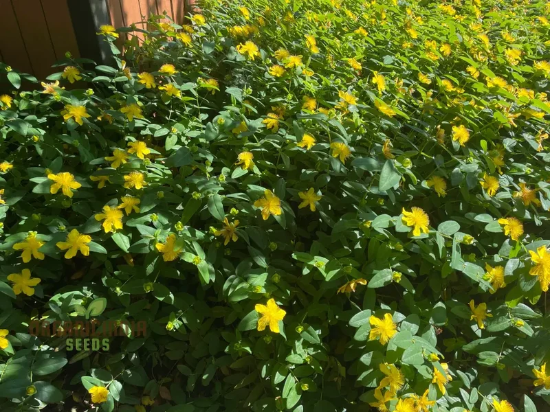 Hypericum Seeds (Hypericum Calycinum Seeds) - Lush Groundcover for Stunning Garden Displays