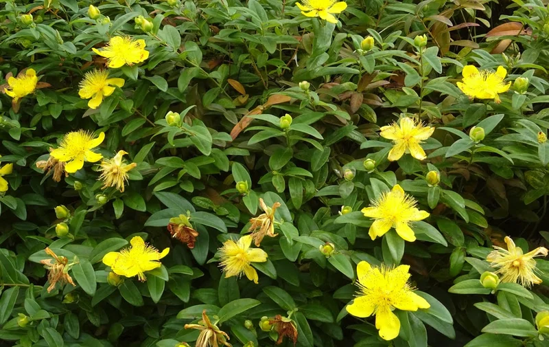 Hypericum Seeds (Hypericum Calycinum Seeds) - Lush Groundcover for Stunning Garden Displays