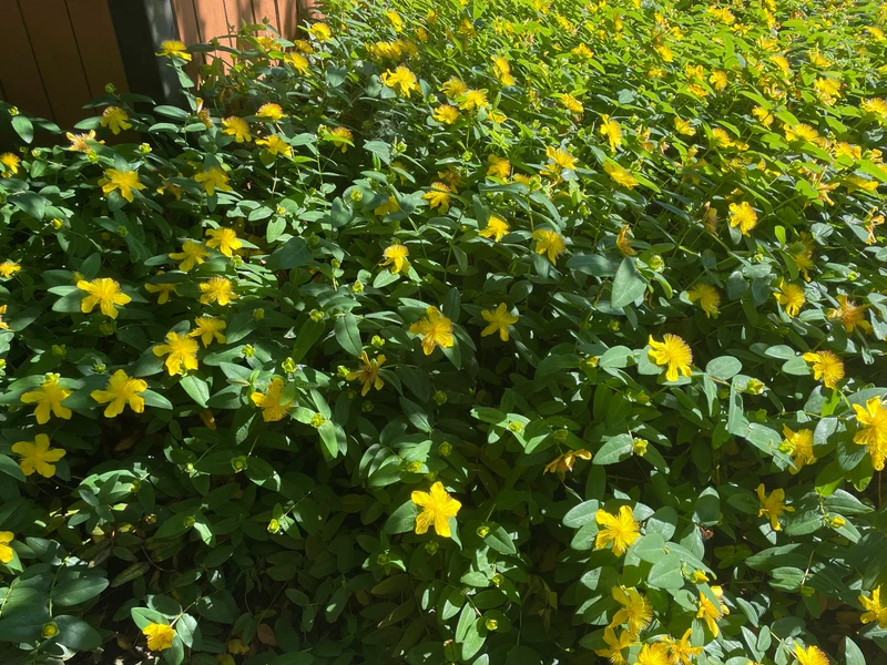 Hypericum Seeds (Hypericum Calycinum Seeds) - Lush Groundcover for Stunning Garden Displays
