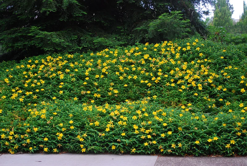 Hypericum Seeds (Hypericum Calycinum Seeds) - Lush Groundcover for Stunning Garden Displays