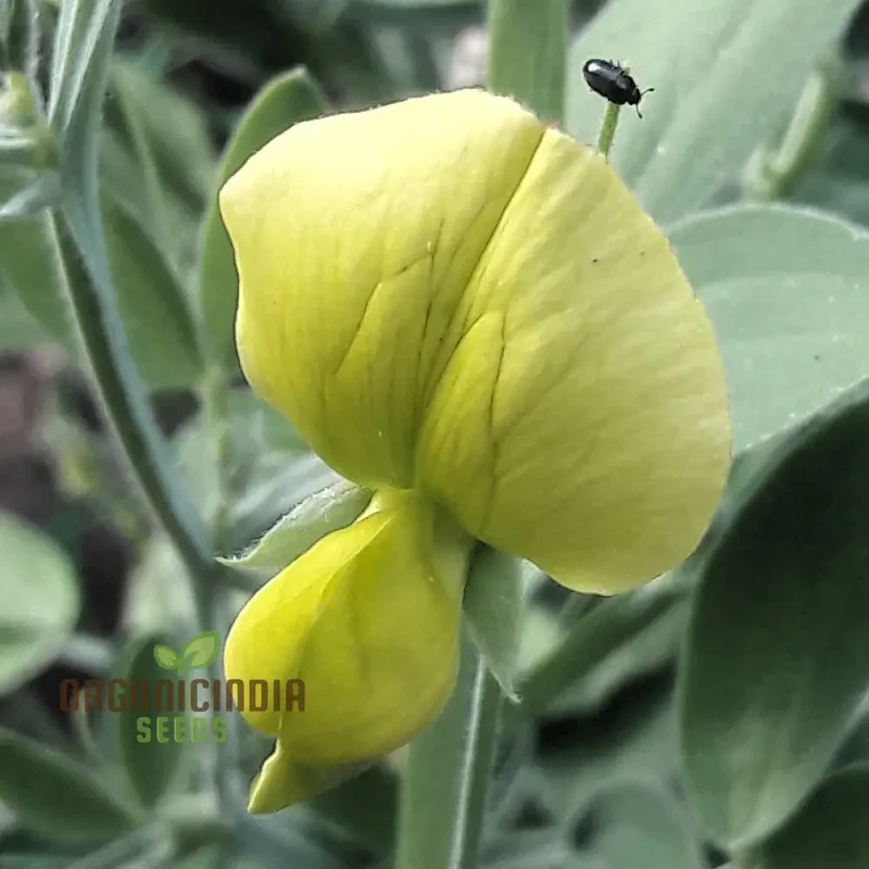 Lathyrus Chloranthus Seeds Elevate Your Gardening Experience with Unique, Stunning Blooms!