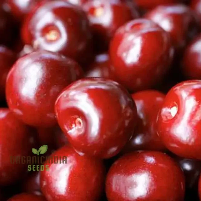CHERRY PICOTA AMBRUNES Seeds for Exquisite Gardening Rare Fruit Tree Seeds for Home Gardeners