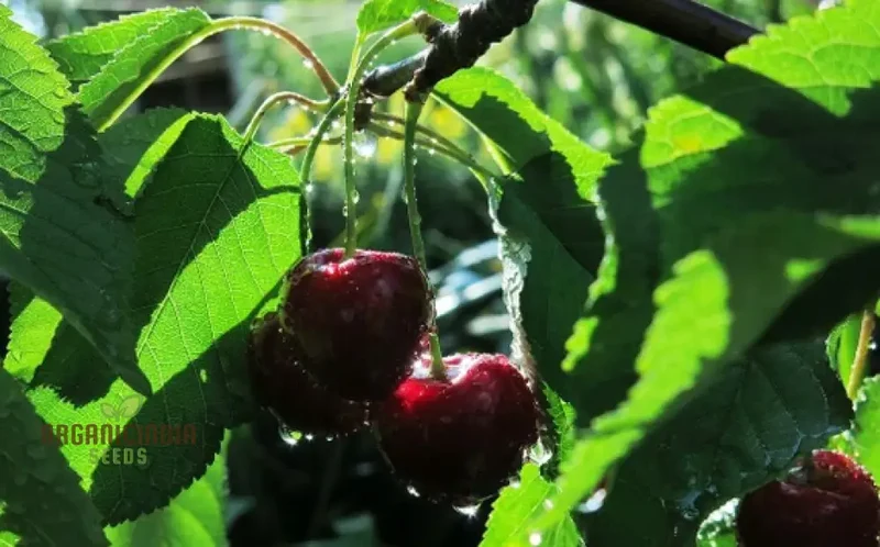 CHERRY PICOTA AMBRUNES Seeds for Exquisite Gardening Rare Fruit Tree Seeds for Home Gardeners