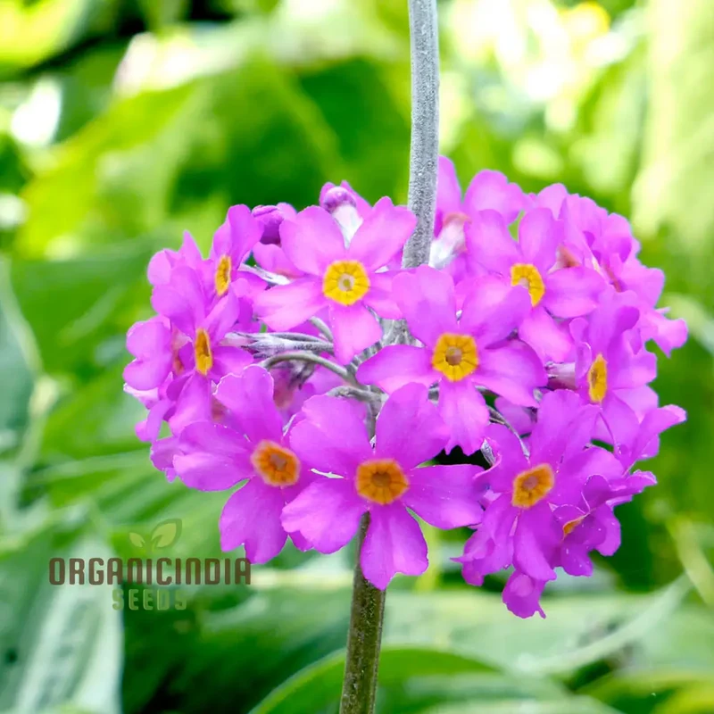 Primula Beesiana Flower Seeds For Planting, Delicate Beauty for Your Garden
