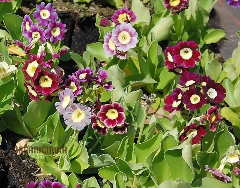 Primula Auricula Mixed Colours Flower Seeds For Planting, A Rainbow of Alpine Blooms for Your Garden