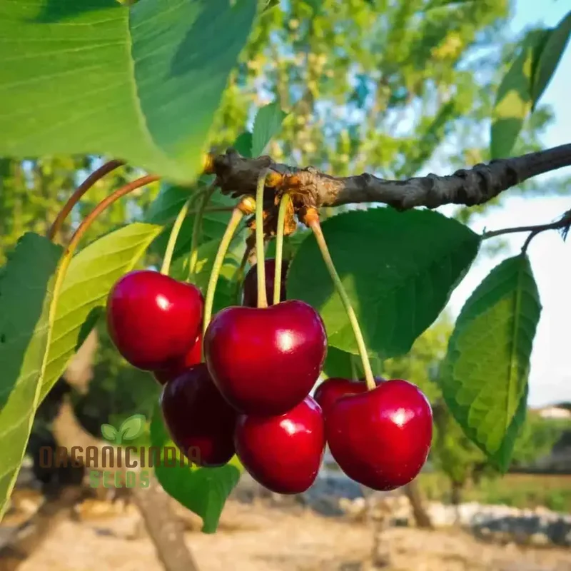 Cherry Lapins Seeds for Gardening Enthusiasts Premium Quality, Easy to Grow Fruit Seeds for Home Gardeners and Outdoor Planting