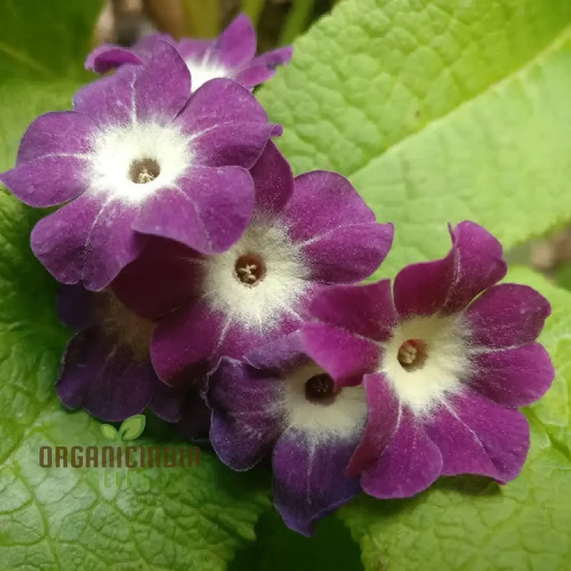 Primula Alpicola Violacea Flower Seeds For Planting, Alpine Beauty in Violet Shades