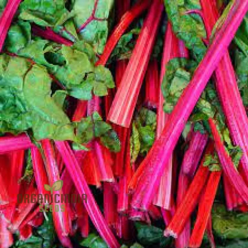 CHARD RHUBARB Seeds for Vibrant Gardens | Buy Seeds Online
