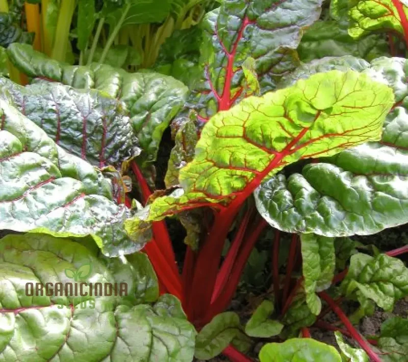 CHARD RHUBARB Seeds for Vibrant Gardens | Buy Seeds Online