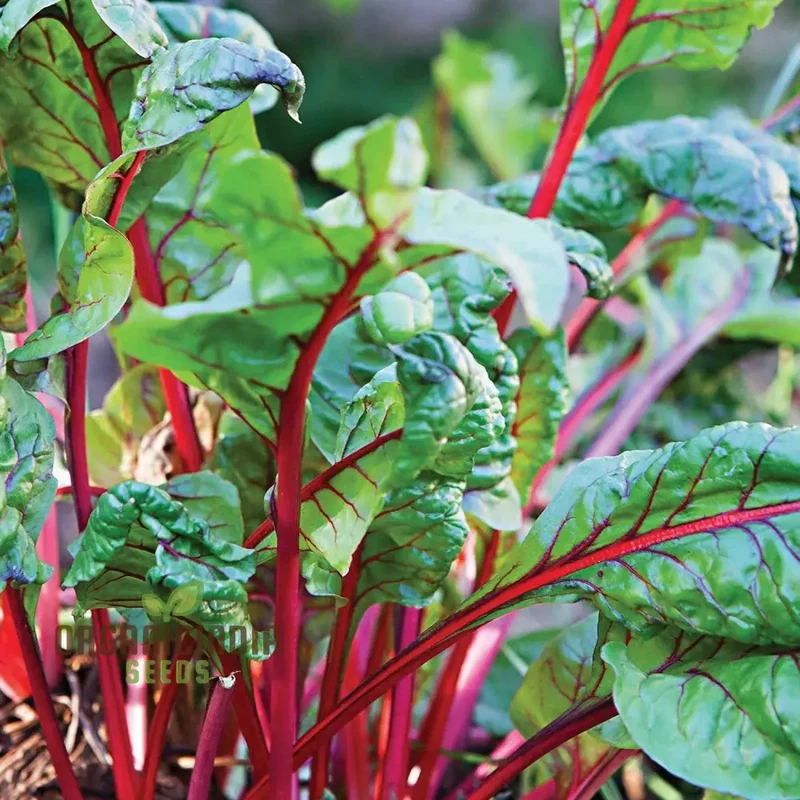 CHARD RHUBARB Seeds for Vibrant Gardens | Buy Seeds Online