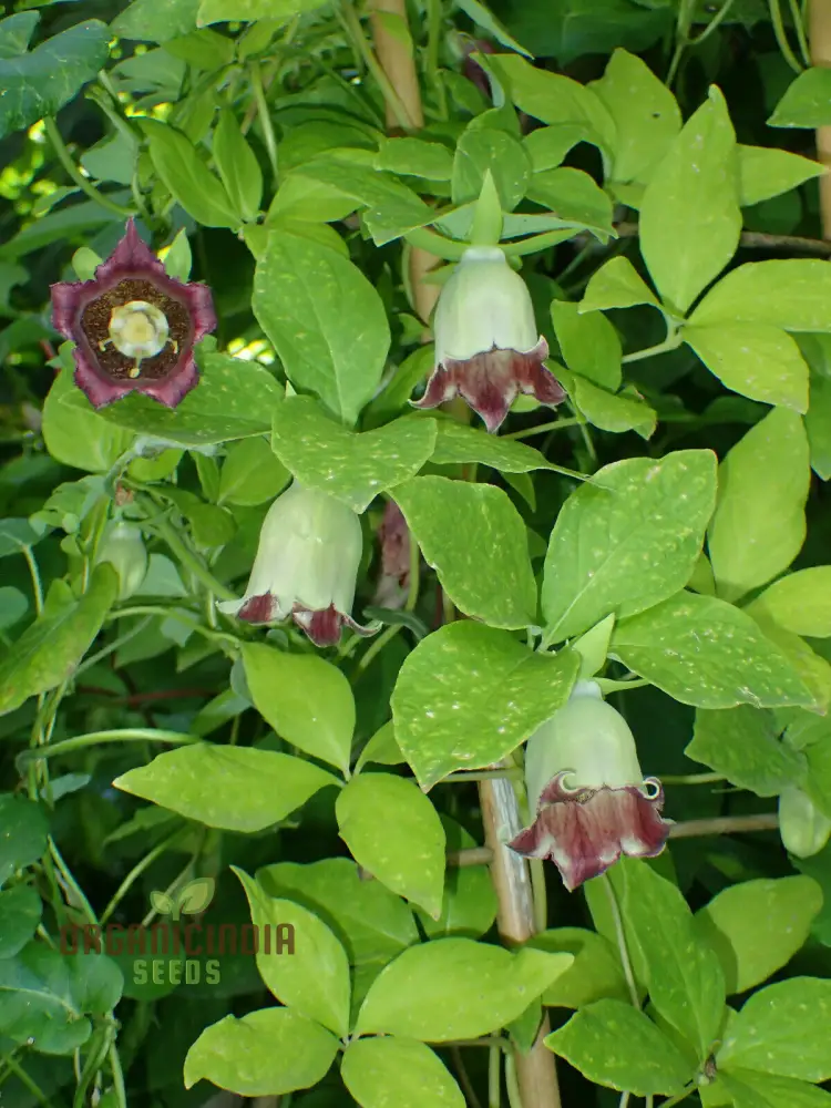 Codonopsis Bhutanica Flower Seeds for Planting, Premium Quality for Gardening