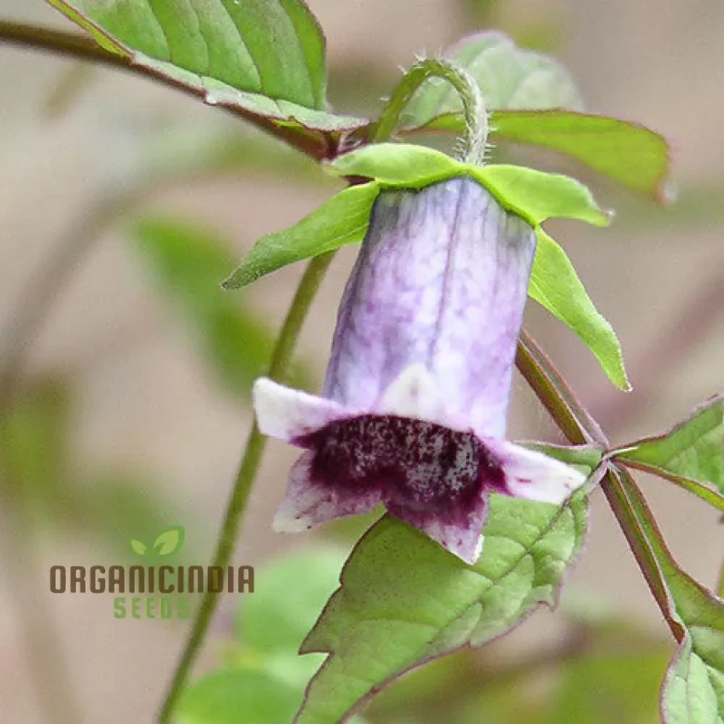 Codonopsis Bhutanica Flower Seeds for Planting, Premium Quality for Gardening