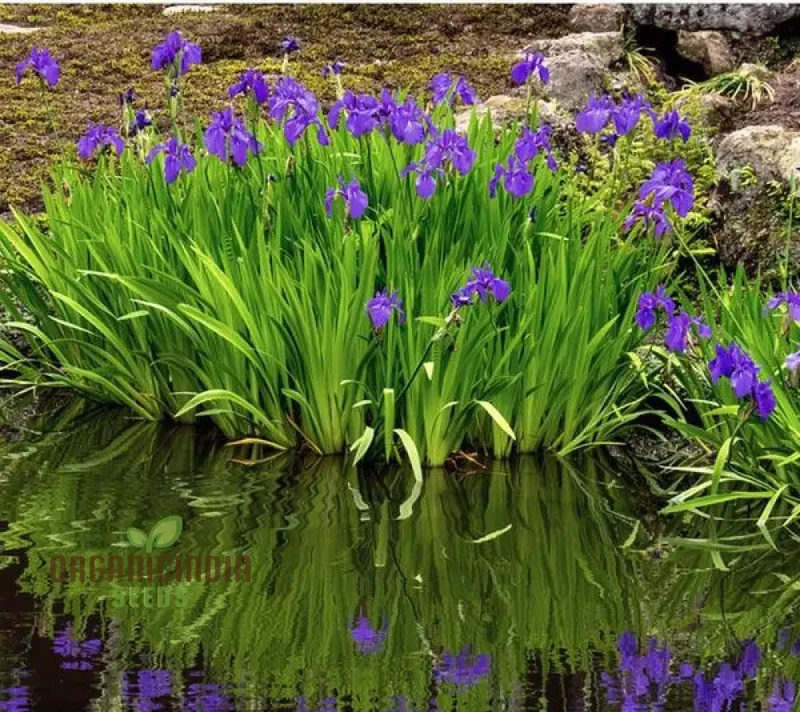 Iris Versicolor Seeds – Elevate Your Gardening Experience with Elegant, Vibrant Blooms!