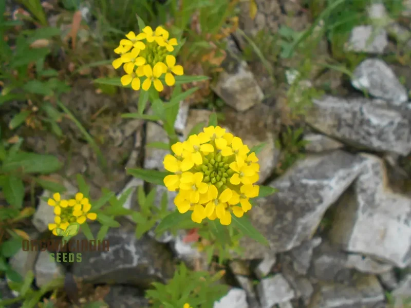 Erysimum Pieninicum Seeds for Successful Planting – Perfect for Your Garden's Vibrant Growth