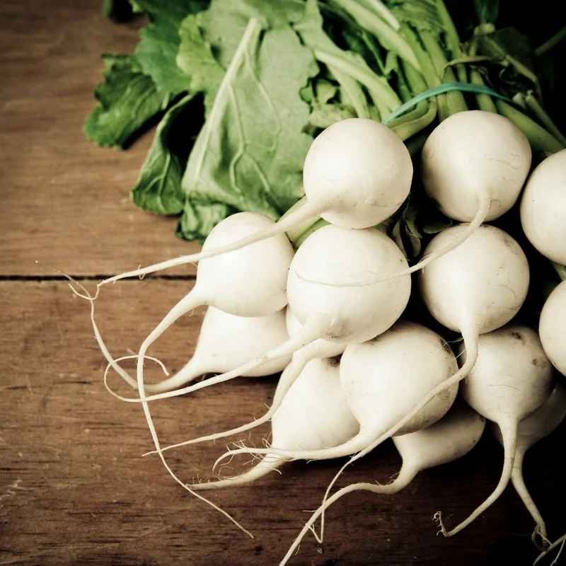 RADISH ALBENA Seeds for Planting - Premium Quality for Gardening Enthusiasts | Buy Organic Seeds Online