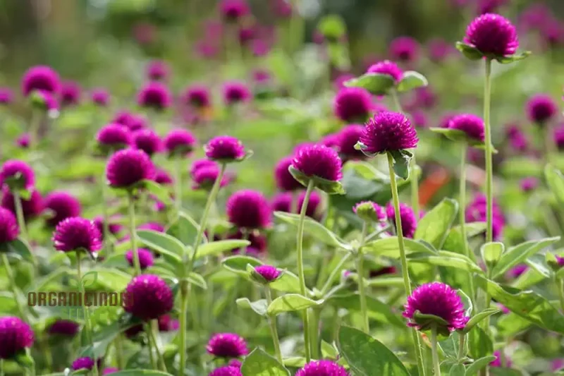 Gomphrena Globosa Ribena Ruffles Seeds for Planting