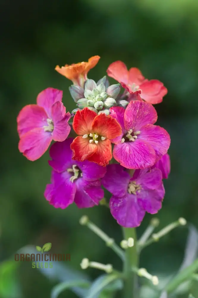Erysimum Seeds (Amazing Hybrids Erysimum Seeds) - Vibrant Garden Flowers for Planting Enthusiasts