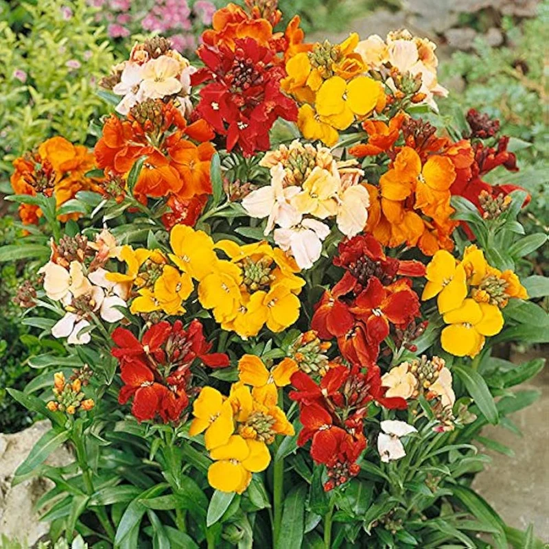Erysimum Seeds (Amazing Hybrids Erysimum Seeds) - Vibrant Garden Flowers for Planting Enthusiasts