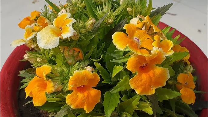 Erysimum Seeds (Amazing Hybrids Erysimum Seeds) - Vibrant Garden Flowers for Planting Enthusiasts