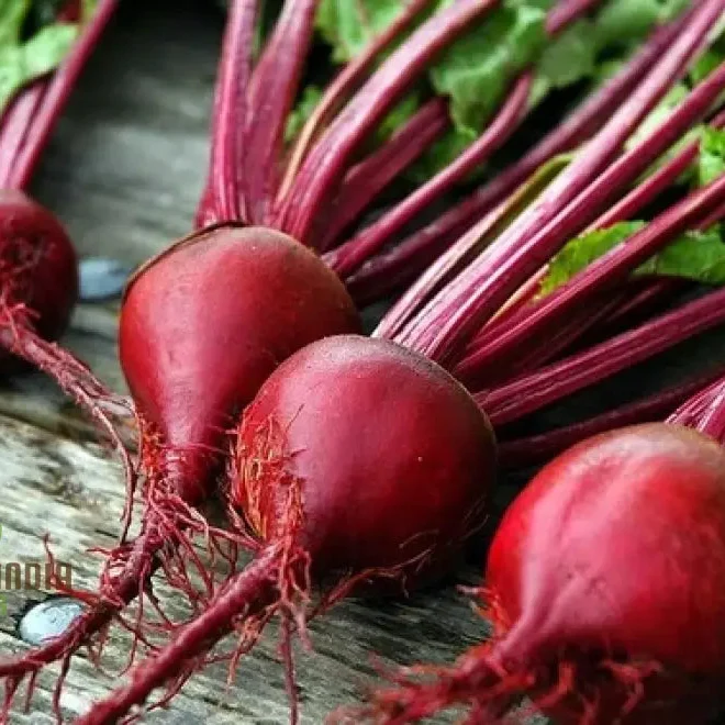 BEETROOT CRIMSON GLOBE Seeds for Planting